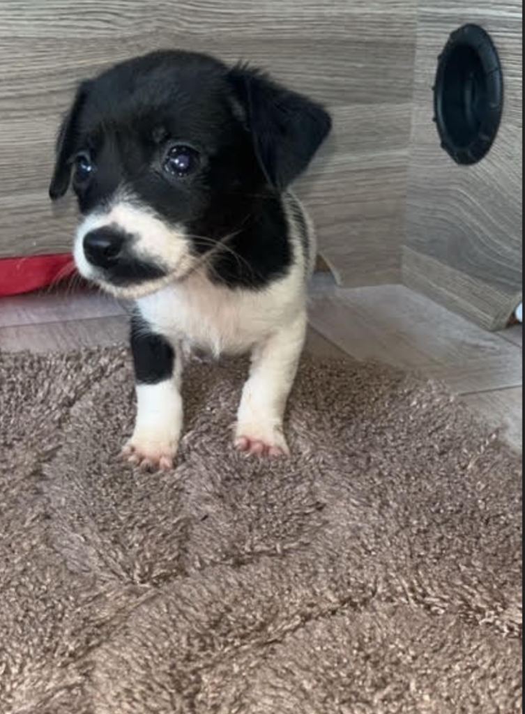 Jack Russell puppys 