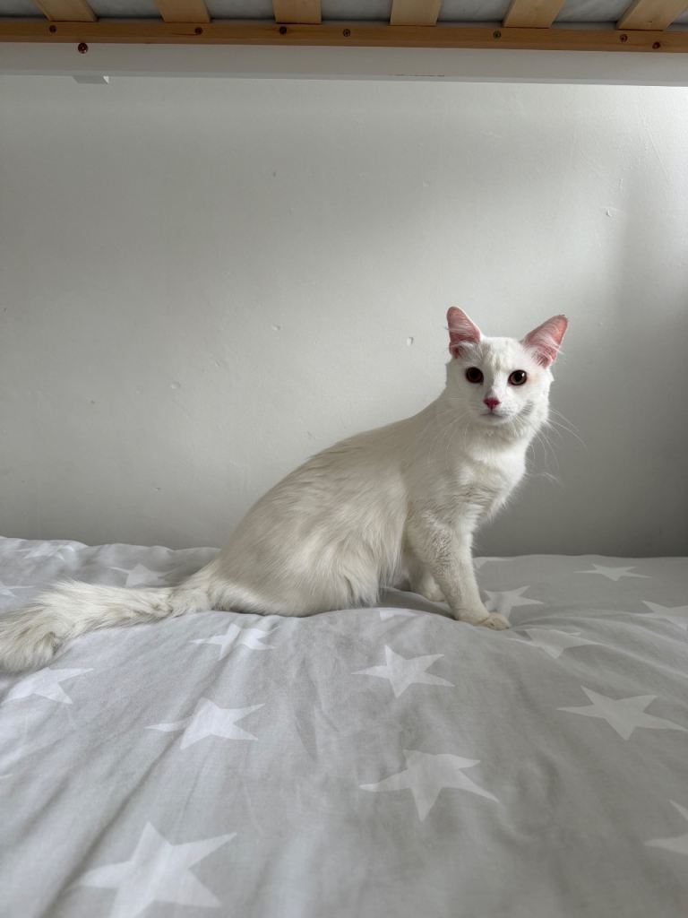 White cat 