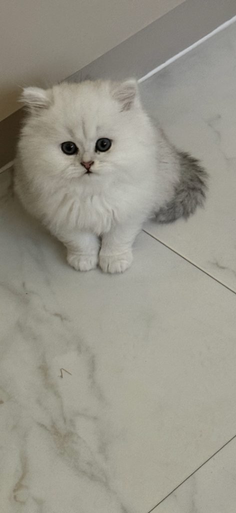 Beautiful Persian 