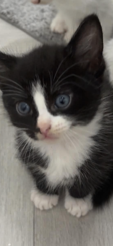 Last kitten boy 