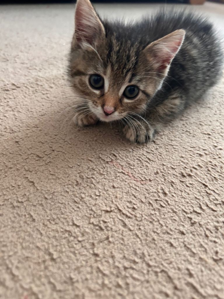 8 week old girl Tabby kitten 