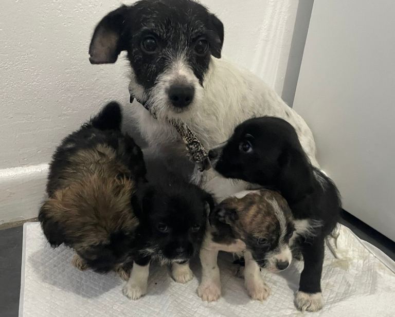 4 Adorable Yorkie Russel Puppies in Chesterfield