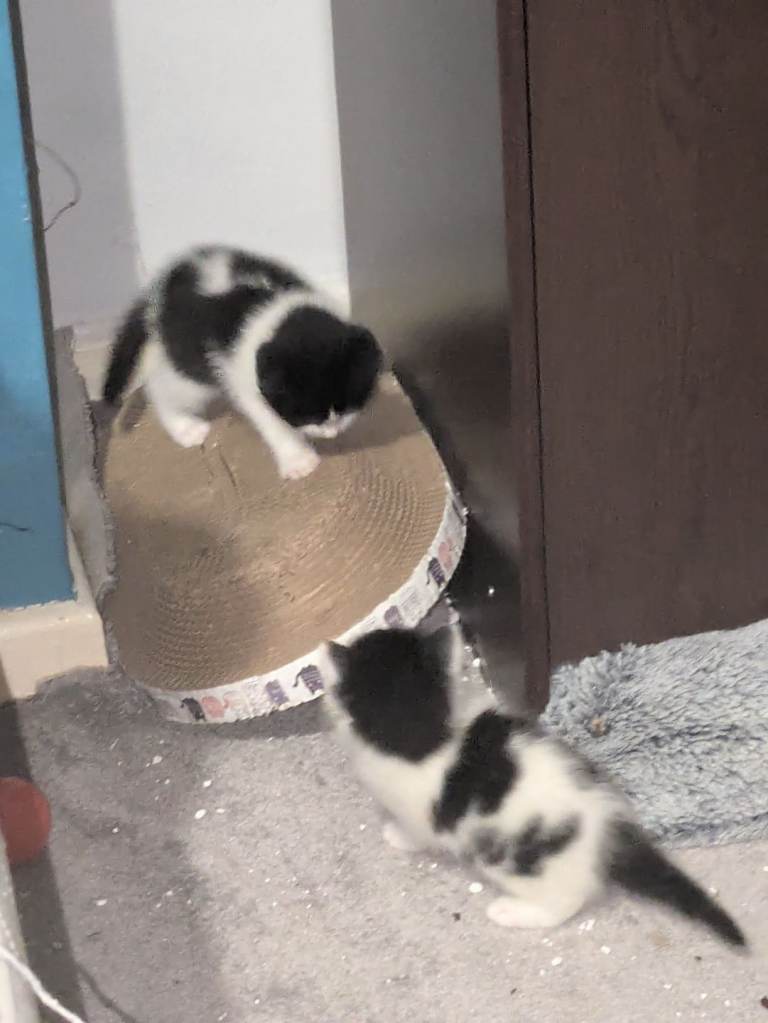 10 week old kittens ready to leave 