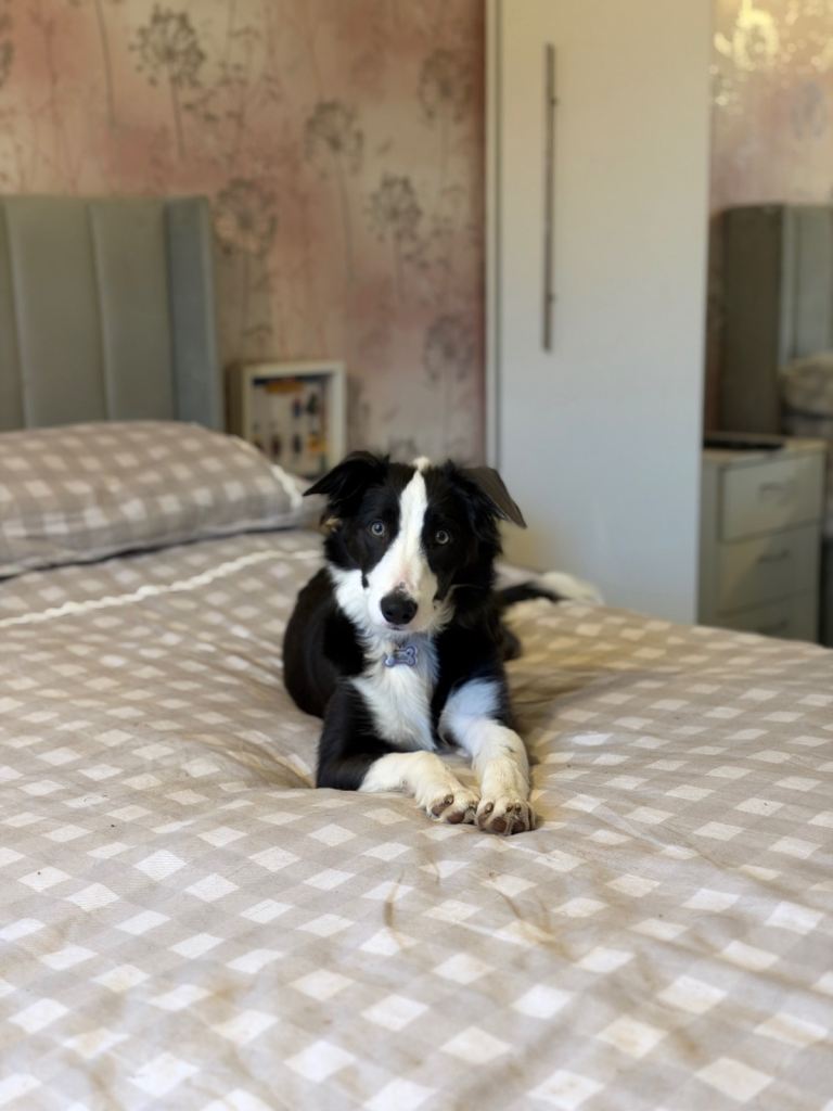 Border Collie Puppy 