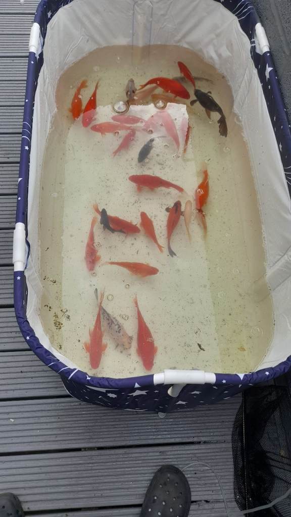 Pond fish 