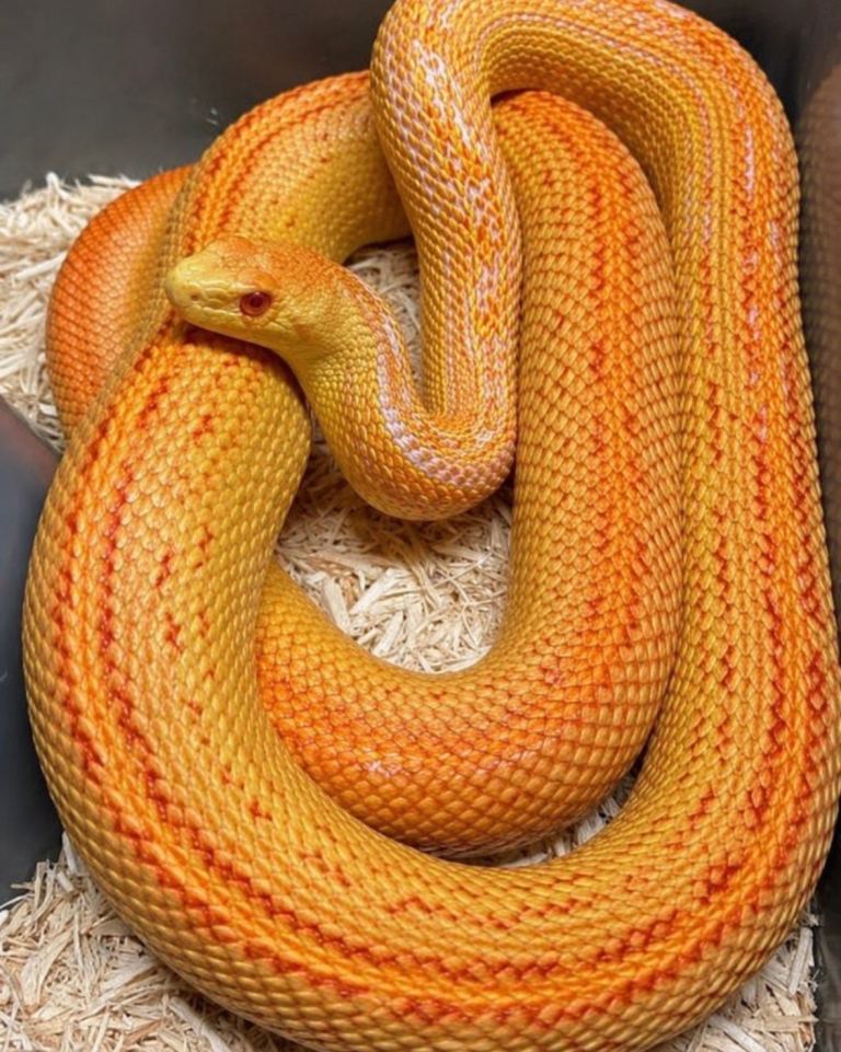 1 female albino, striped gopher snake and 1 female Taiwanese beauty snake 