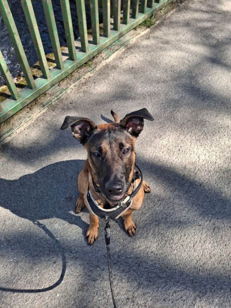 Belgian malinois Greyhound cross