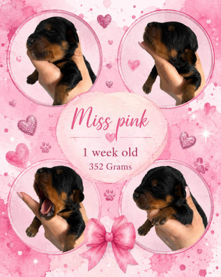 Last girl remaining! F1B Cavapoo puppy 
