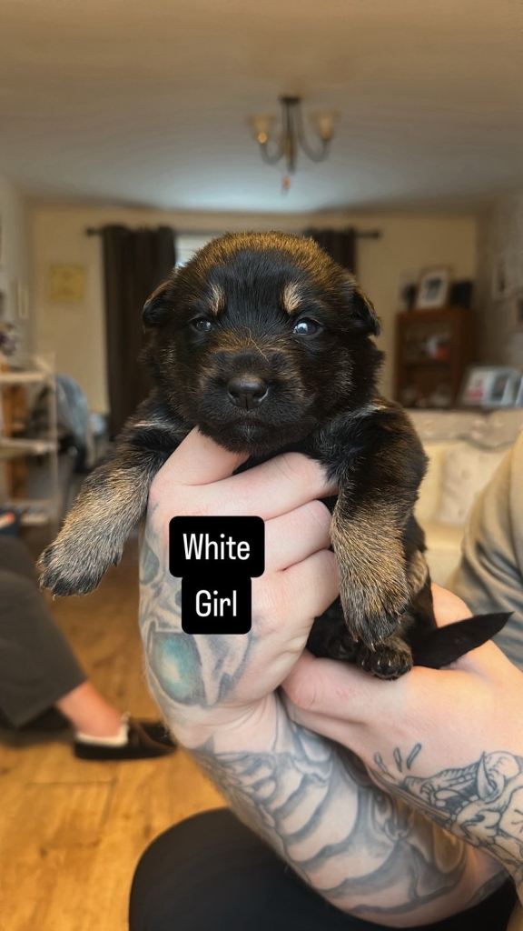 3/4 German shepherd 1/4 Rottweiler puppies