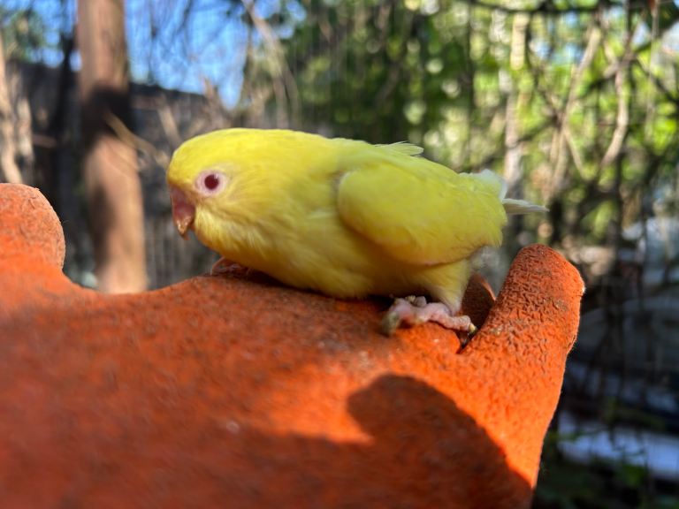 Budgies for sale, all in good health 
