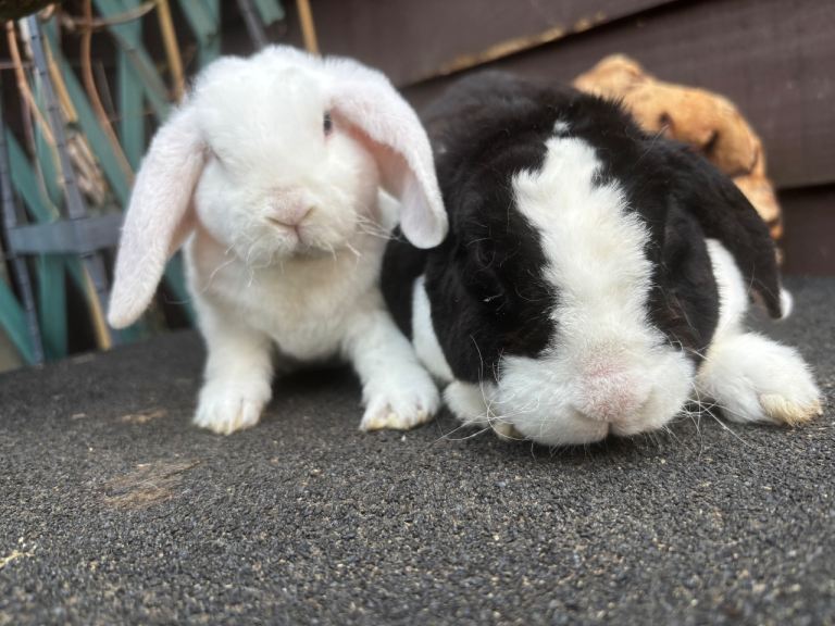 Mini Plush Lops