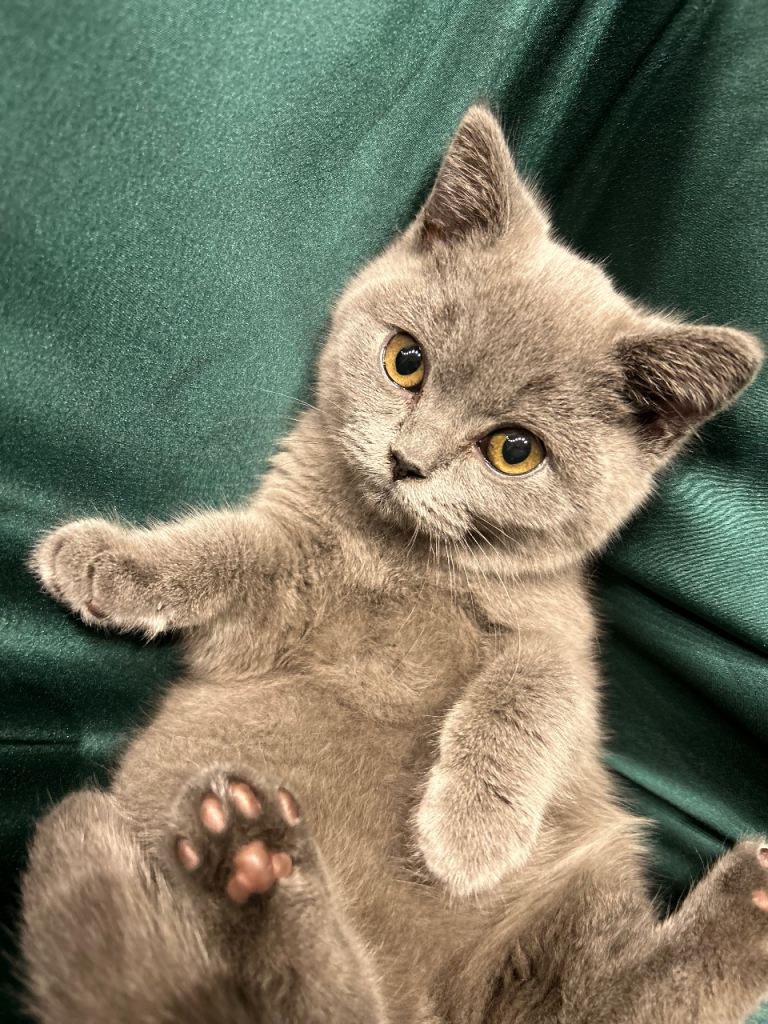 grey british shorthair for sale