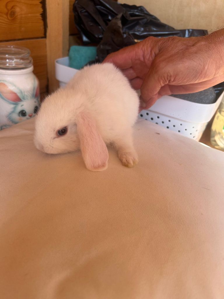 Beautiful mini lops 