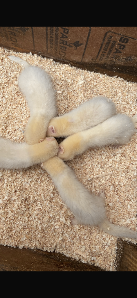 Baby ferrets 