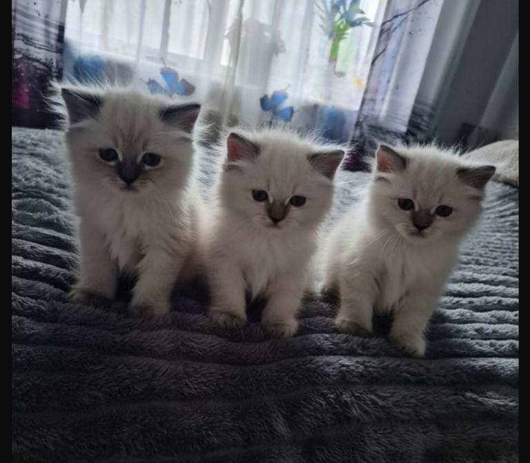 GCCF Registered Ragdoll Kittens – Raised in Family Home Pet only & Active possible 