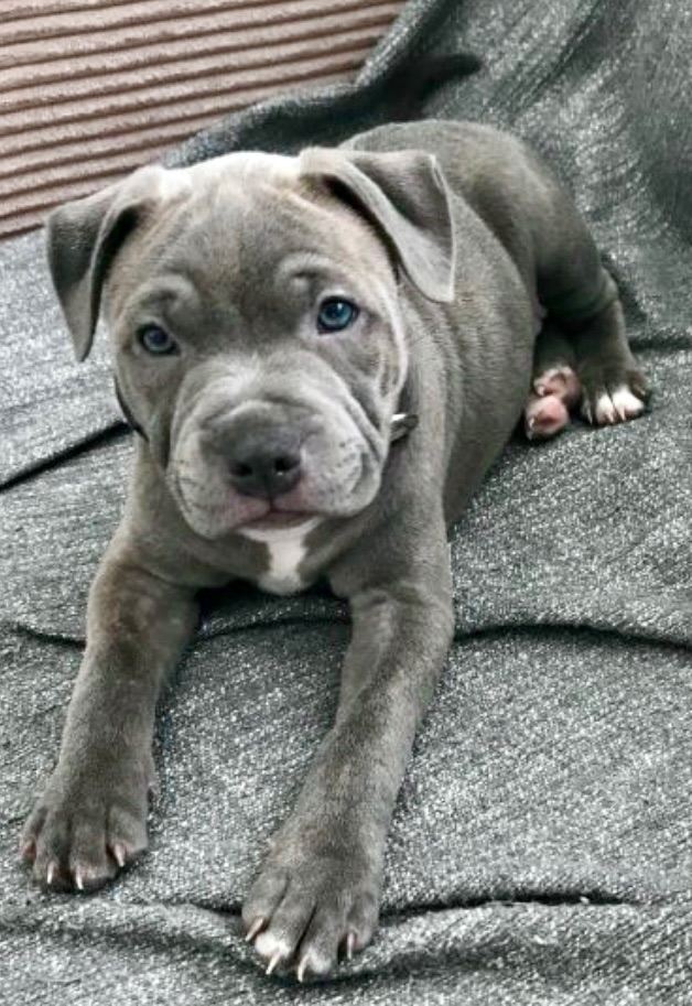 Premium Blue & Lilac Brindle Staffy Puppies – £2000 – Perfect Temperament – Ready June