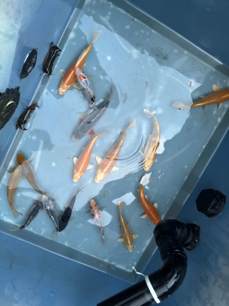 Koi carp from 4-10 inches 