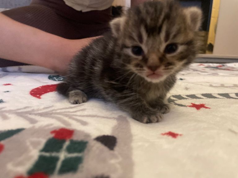 Kittens 