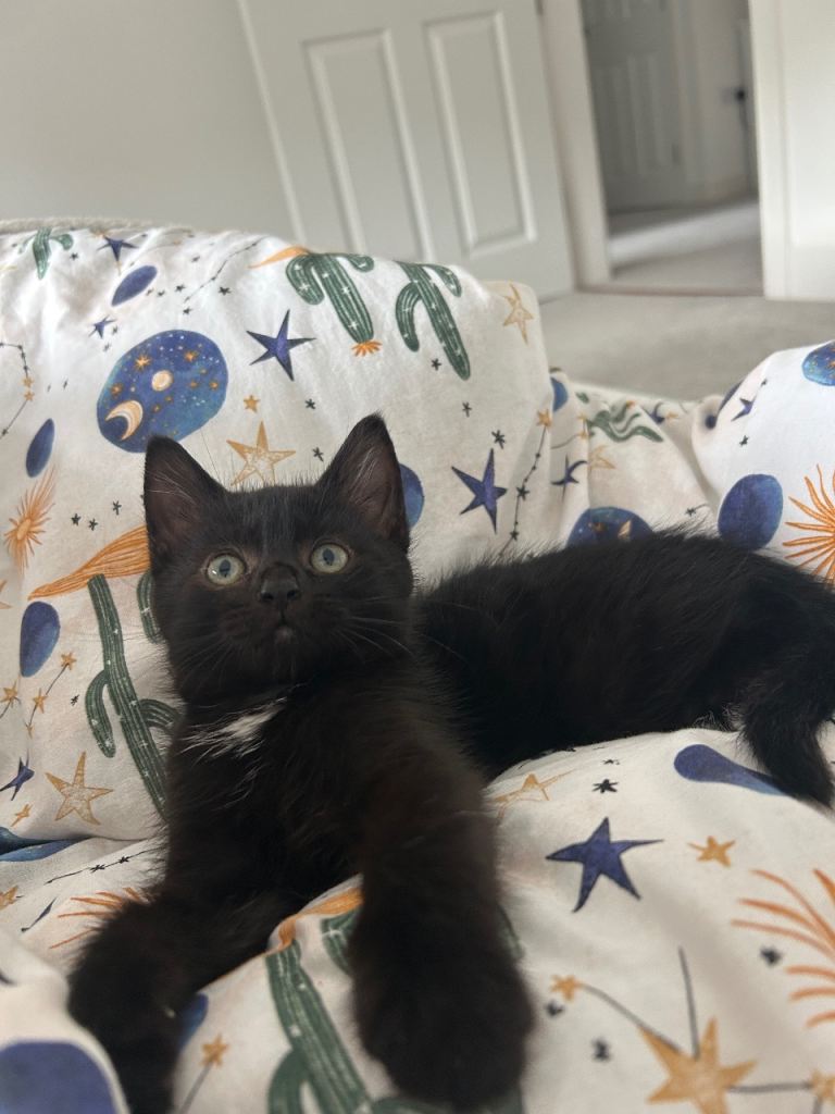 Norwegian Forrest/tabby  kitten 
