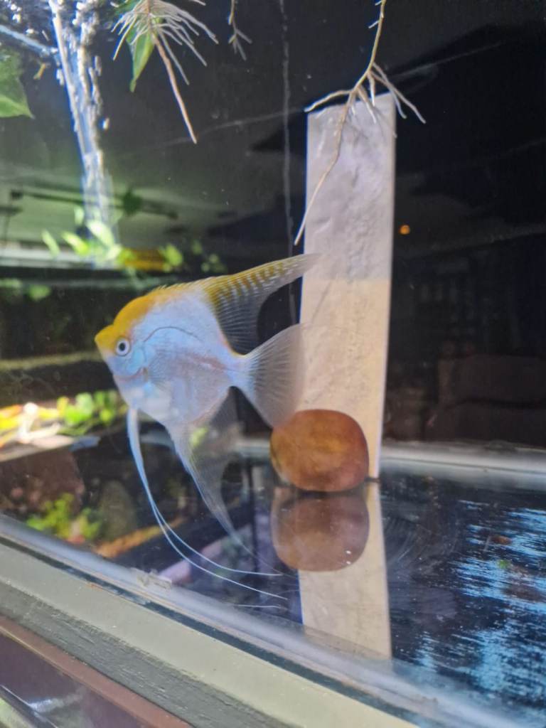 Selling adult and baby angel fish