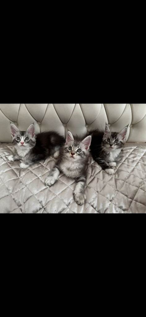 Maine Coon Kittens