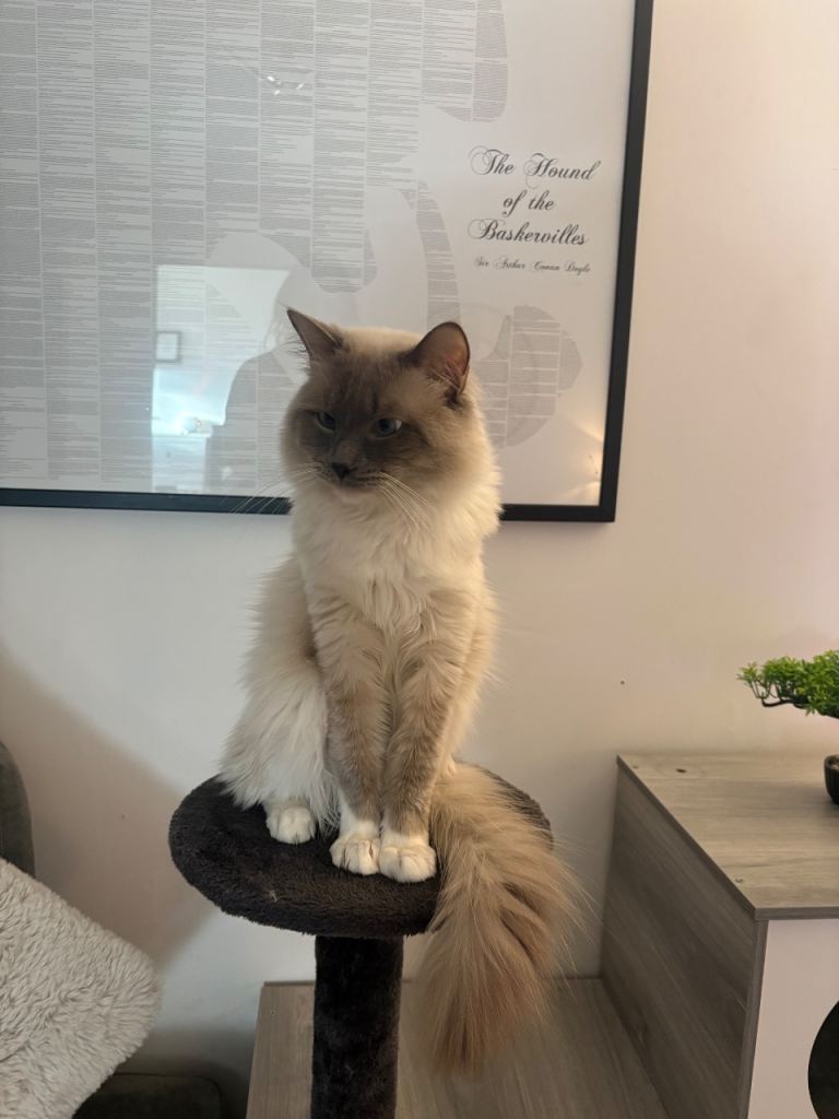 3 ragdoll cats looking to be rehomed 