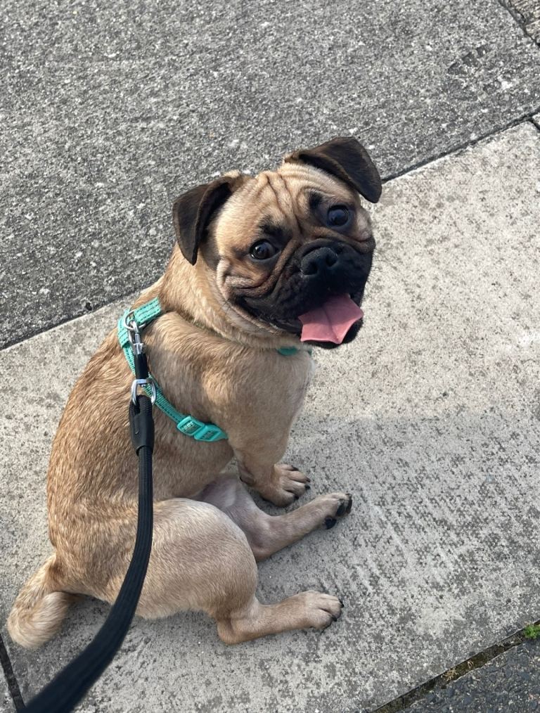 Year old dog, Groot, in need of a home