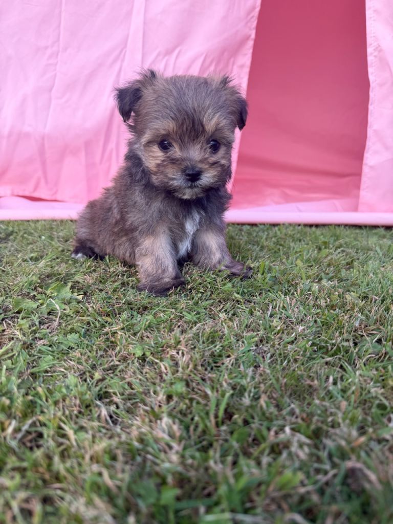 Norfolk Terrier X Norwich Terrier 