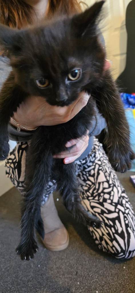 Domestic Long Hair Black Kitten for Sale – Ready Now