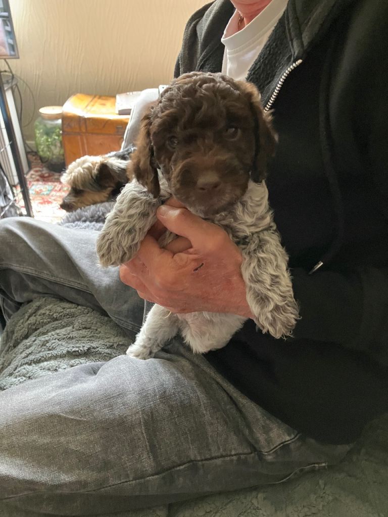 2 cockapoo puppies