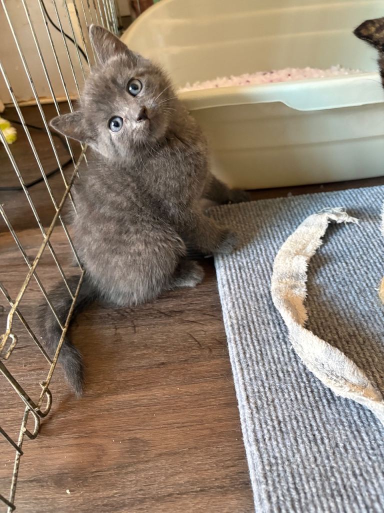 Beautiful kittens 