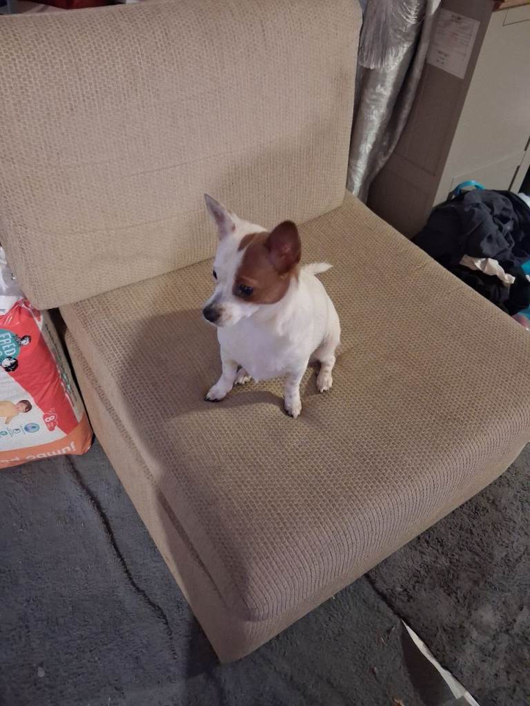 Shih tzu x chihuahua  x pom