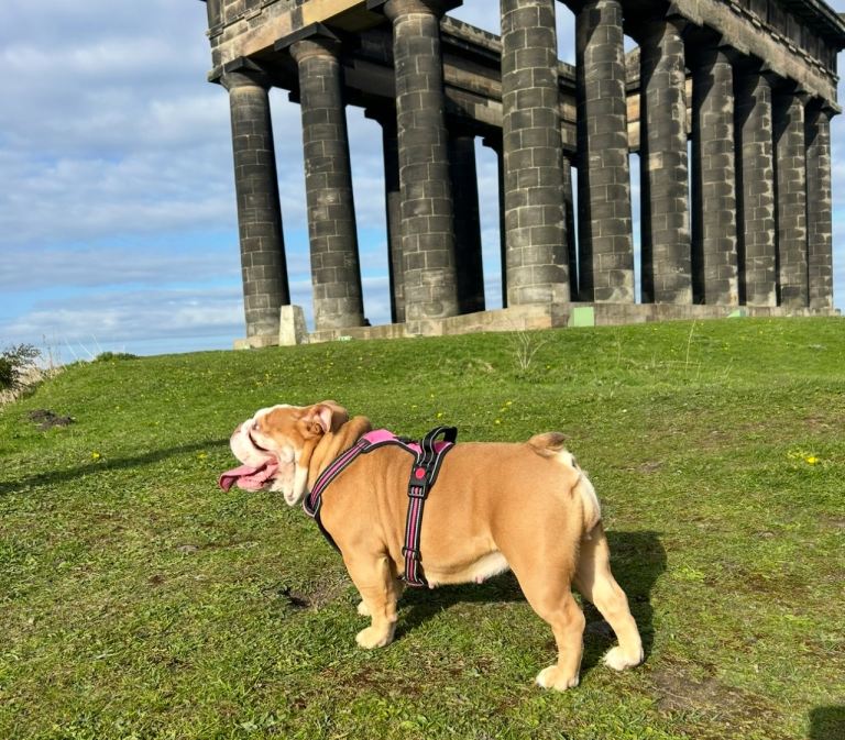 English bulldog puppy