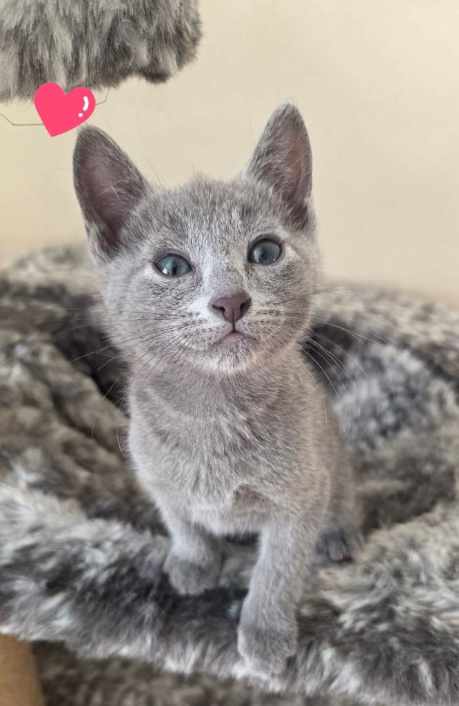  Russian Blue Kitten – TICA Registered, Champion Line – Ready Soon