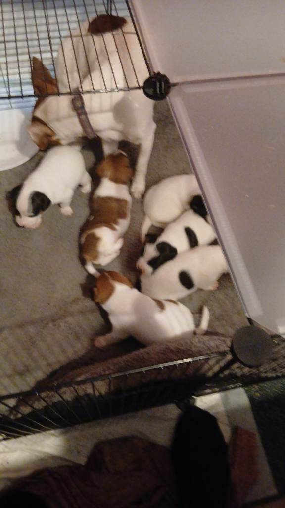 Jack Russell puppies for sale 