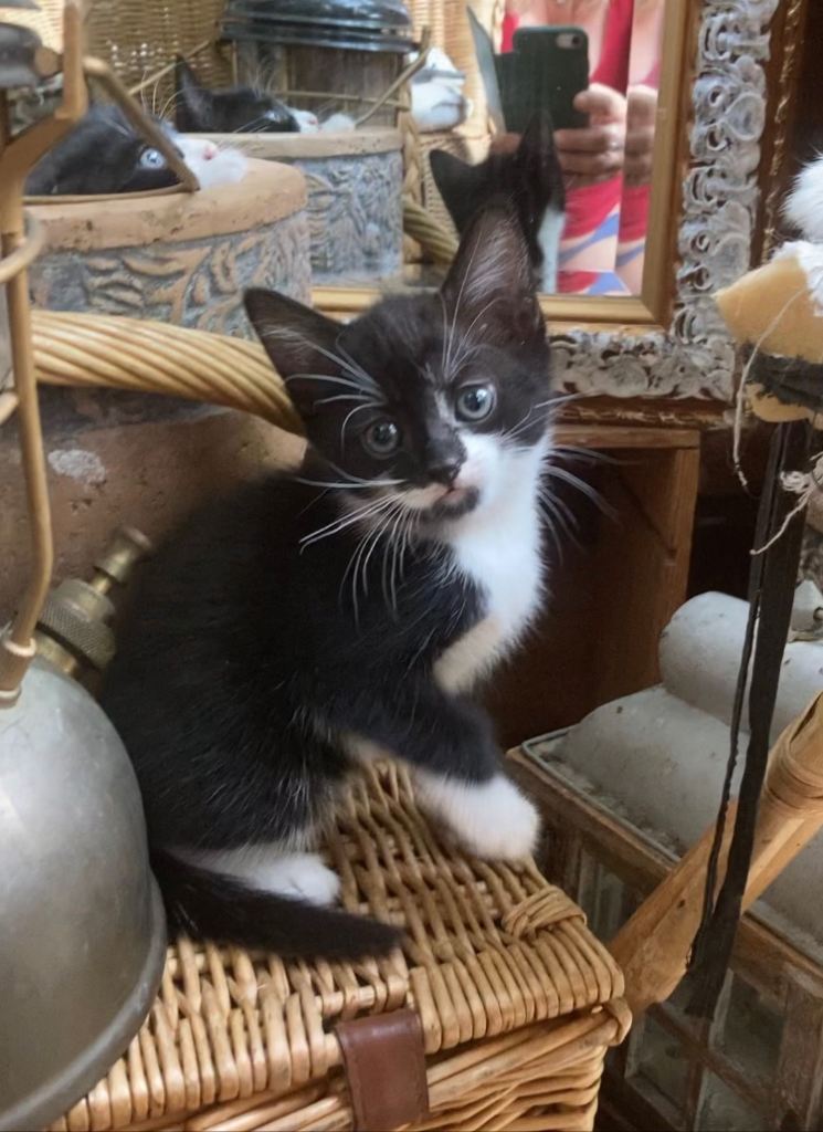 Adorable Female Tuxedo mix Kitten 