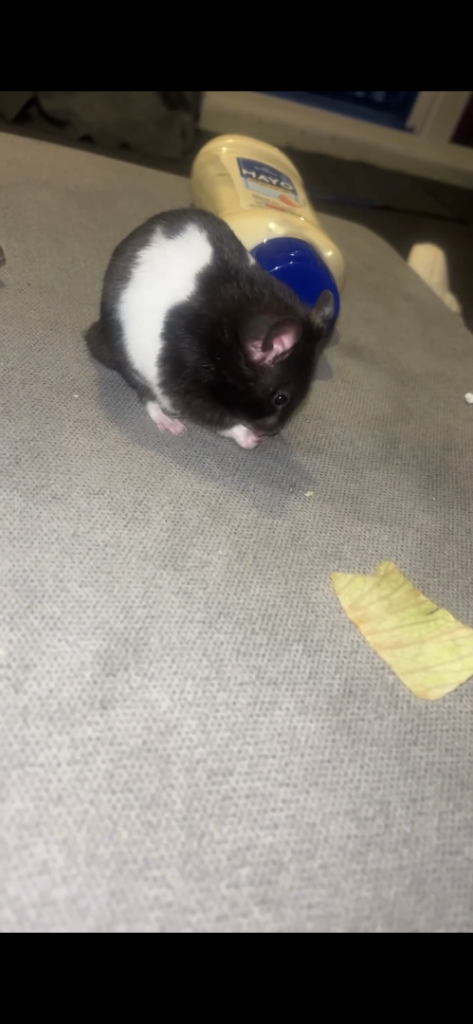 Hamster and cage 