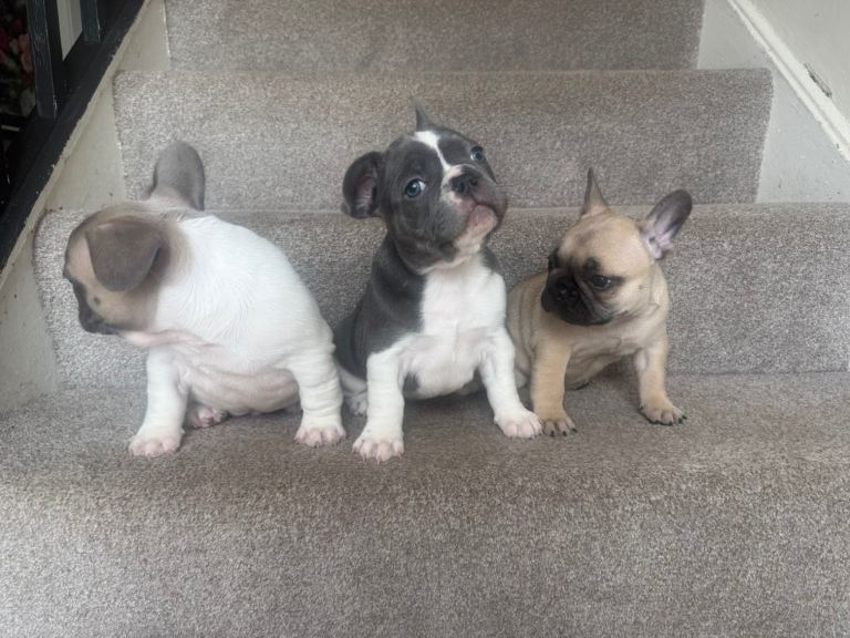 French bulldog puppies for sale. 