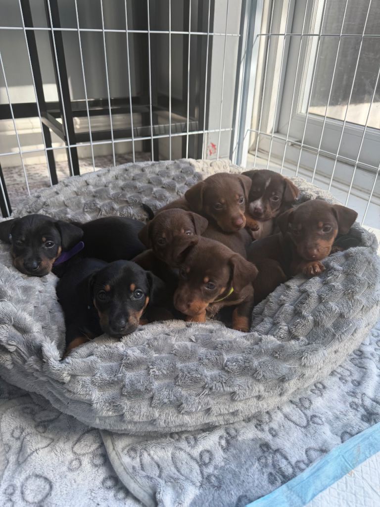 Ready now!! Mini DachPuppies/Kelpie  READY!