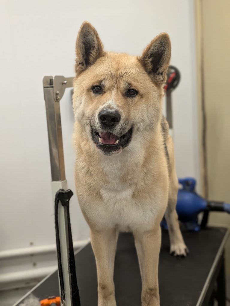 Akita Shepherd 4yo