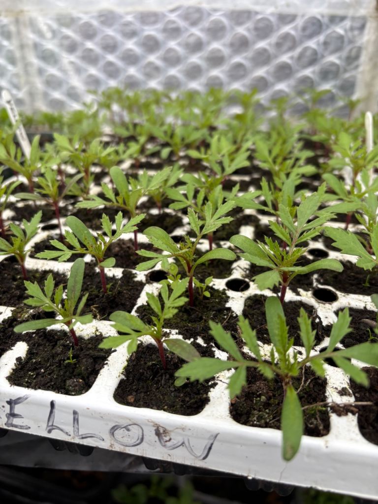 Marigolds .plug plants 