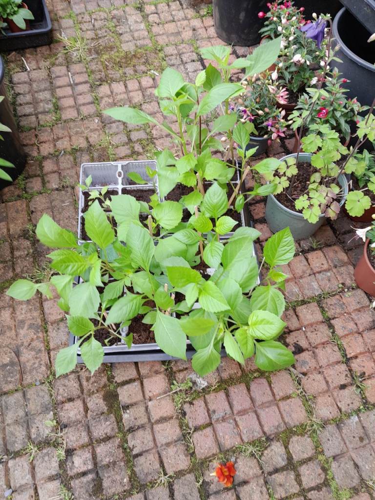 Large Dahlia plants 
