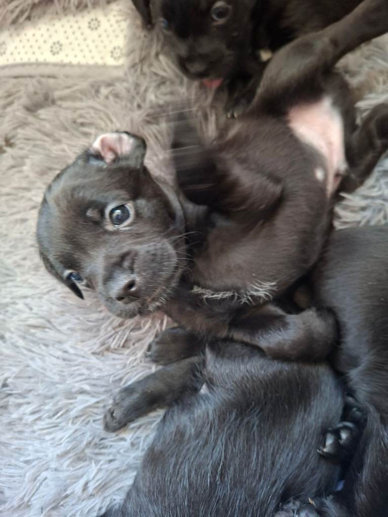 Miniature poodle cross frech bulldog puppies 