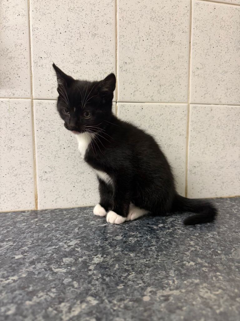 Kitten for sale- 11 week old