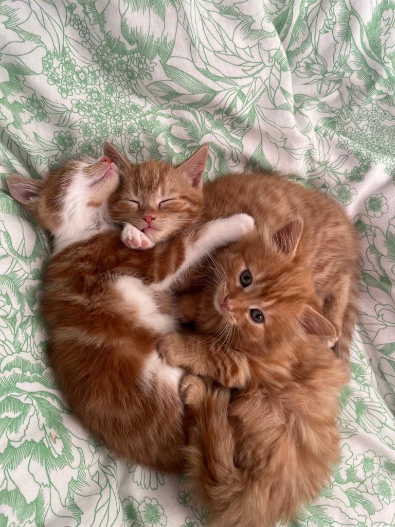 3 Beautiful kittens for sale 