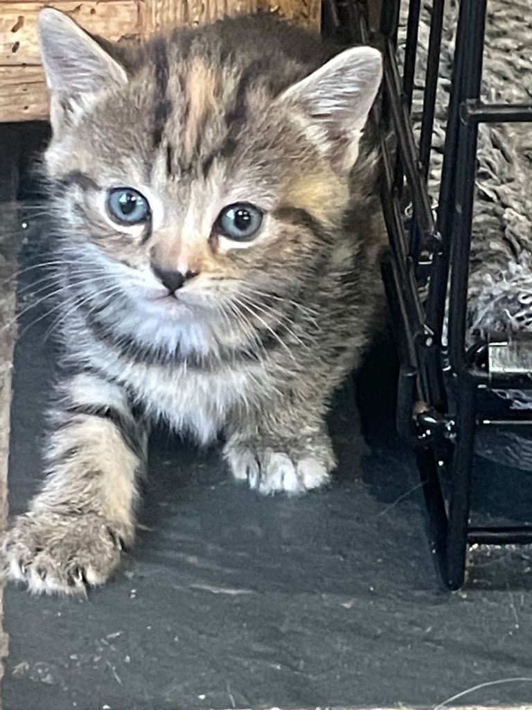 Gorgeous Fluffy and short haired kittens 