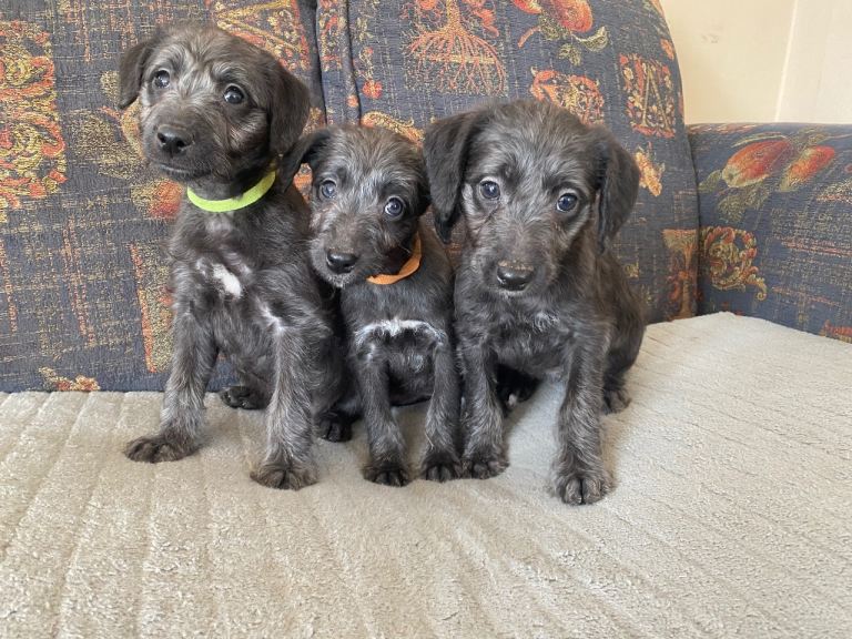 Bedlington terrier x whippet
