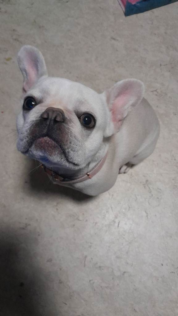 french bulldog for sale 