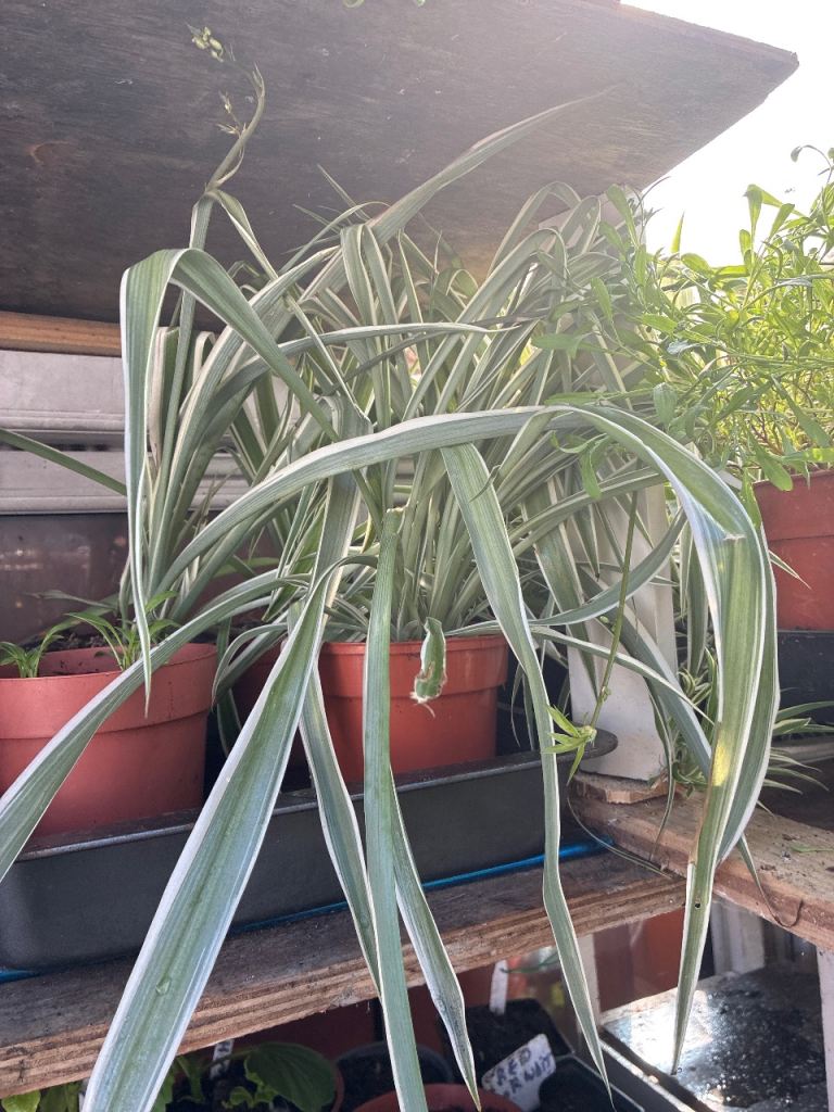 Various spider plants 