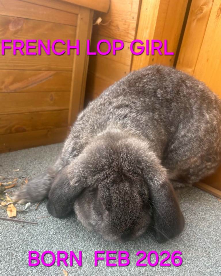 French lop bunnies and mini lops 